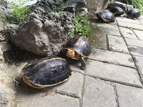 黃緣閉殼龜飼養